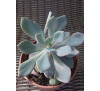 Граптоверія Деббі (graptoveria Debbie)